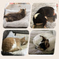 🥳2026 HOT SALE🥳💞50K+ SOLD! 🐾🔥 50% OFF! Self-Heating Pet Pad – no plug needed, reflects body heat, ultra-soft & anti-slip. Washable comfort for cats & dogs this winter! 🛏️💚