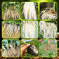 🔥 LAST DAY PROMOTION - 50%OFF 🔥 Rapid Strong Rooting Fertilizer