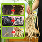 🔥 LAST DAY PROMOTION - 50%OFF 🔥 Rapid Strong Rooting Fertilizer