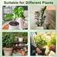 🌱 Adjustable Climbing Plant Stakes – Natural‑Look, Tool‑Free Support for Indoor & Outdoor Vertical Growth