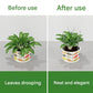 🌱 Adjustable Climbing Plant Stakes – Natural‑Look, Tool‑Free Support for Indoor & Outdoor Vertical Growth